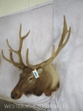 ELK SH MT W/VELVET ANTLERS TAXIDERMY