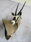 Gemsbok Wall Pedestal TAXIDERMY