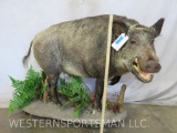 Lifesize Russian Boar on Base TAXIDERMY