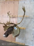 Caribou Sh Mt TAXIDERMY