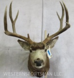 Mule Deer Sh Mt TAXIDERMY