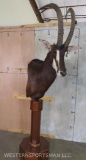 Sable Pedestal Mt TAXIDERMY