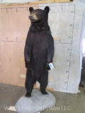 Lifesize Standing Black Bear on Base