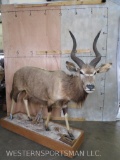 Lifesize Nyala on Base