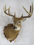 Whitetail Sh Mt on Plaque TAXIDERMY