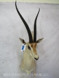 Peters Gazelle Sh Mt TAXIDERMY