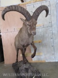 Lifesize Ibex on Base TAXIDERMY