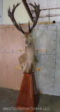 XL Beautiful Red Stag Pedestal Mt TAXIDERMY