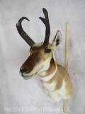 Pronghorn Sh Mt TAXIDERMY