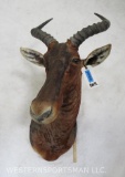 Tsessebe Sh Mt TAXIDERMY