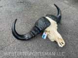 VERY Nice African Cape Buffalo Skull,, with Hanger - 10 inch Bosses, 38 1/2 inch spread Great Taxide