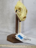 LEOPARD SKULL ON STAND (TX RES ONLY) TAXIDERMY