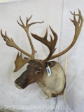 Caribou Sh Mt TAXIDERMY