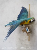 Beautiful Macaw - Exotic Bird on Limb TAXIDERMY