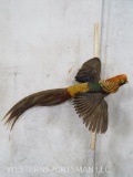 Golden Pheasant Mt TAXIDERMY