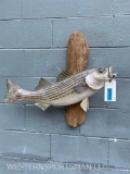 Beautiful, REAL SKIN, Strip Fish Taxidermy mount.. 28 inches long x 8 inches wide