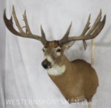 Reproduction Whitetail Sh Mt 193 6/8