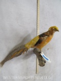 Golden Pheasant Mt TAXIDERMY