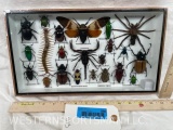Insect Collection ODDITY