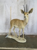 Lifesize Steenbok on Base