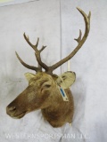 ELK SH MT TAXIDERMY