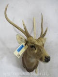 Rusa Deer Sh Mt TAXIDERMY