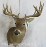 Whitetail Sh Mt TAXIDERMY