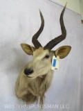 Nyala Sh Mt TAXIDERMY