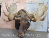 XL Moose Sh Mt TAXIDERMY