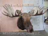 XL Moose Sh Mt TAXIDERMY