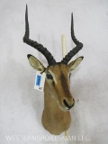 Impala Sh Mt TAXIDERMY