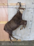 Lifesize Chamois no Base TAXIDERMY