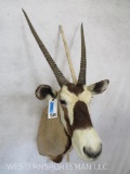 Gemsbok Sh Mt TAXIDERMY