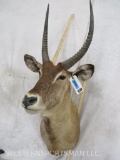 Waterbuck Sh Mt TAXIDERMY