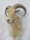 Aoudad Sh Mt TAXIDERMY