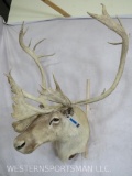 Caribou Sh Mt TAXIDERMY