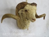 Arapawa Sheep Sh Mt TAXIDERMY