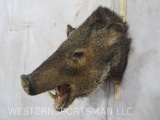 Javalina Sh Mt TAXIDERMY