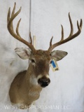 Whitetail Sh Mt TAXIDERMY