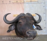 Cape Buffalo Sh Mt TAXIDERMY