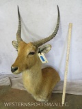 Red Lechwe Sh Mt (TX RESIDENTS ONLY) TAXIDERMY