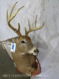 Whitetail Sh Mt on Plaque TAXIDERMY