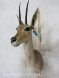 Val Reedbuck Sh Mt TAXIDERMY