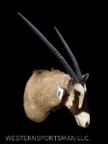 Really NICE looking African Gemsbok, Bull, Sho. mount, with Removable BIG Horns 31 inch horns-Heavy,