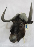 Black Wildebeest Sh Mt TAXIDERMY