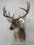 Whitetail Sh Mt TAXIDERMY