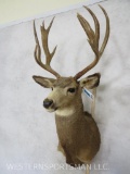 Mule Deer Sh Mt TAXIDERMY