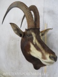 Sable Sh Mt TAXIDERMY