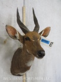 Bushbuck Sh Mt TAXIDERMY