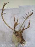 Caribou Sh Mt TAXIDERMY